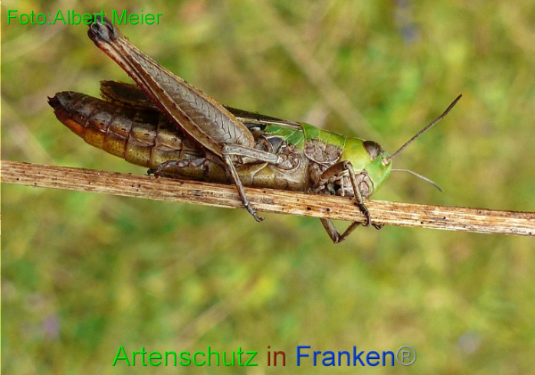 Copyright AiF - Albert Meier Bild zum Eintrag (96405-160)