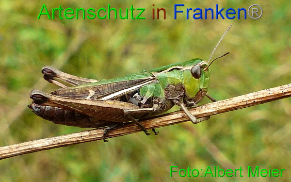 Copyright AiF - Albert Meier Bild zum Eintrag (96407-160)