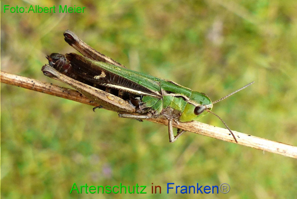 Copyright AiF - Albert Meier Bild zum Eintrag (96409-160)