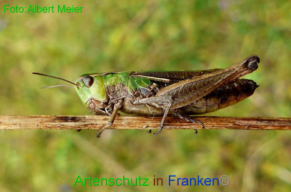 Copyright AiF - Albert Meier Bild zum Eintrag (96410-160)