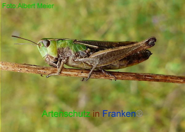 Copyright AiF - Albert Meier Bild zum Eintrag (96411-160)