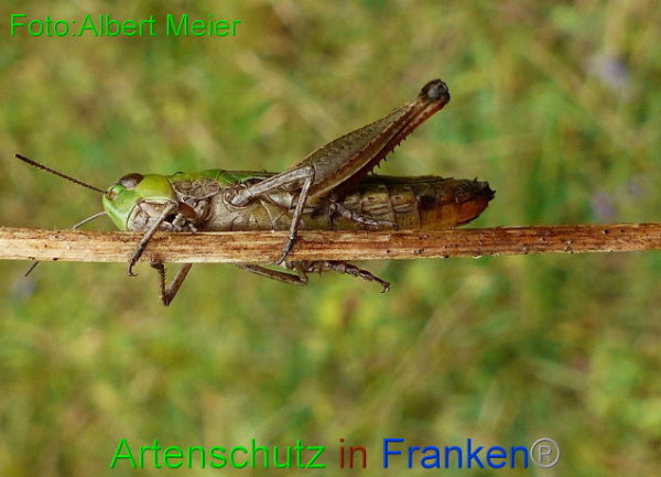 © Artenschutz in Franken® Bild zum Eintrag (96412-160)