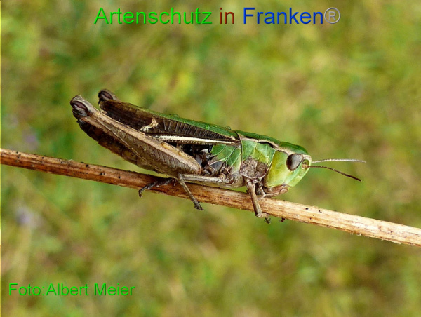 Copyright AiF - Albert Meier Bild zum Eintrag (96413-160)