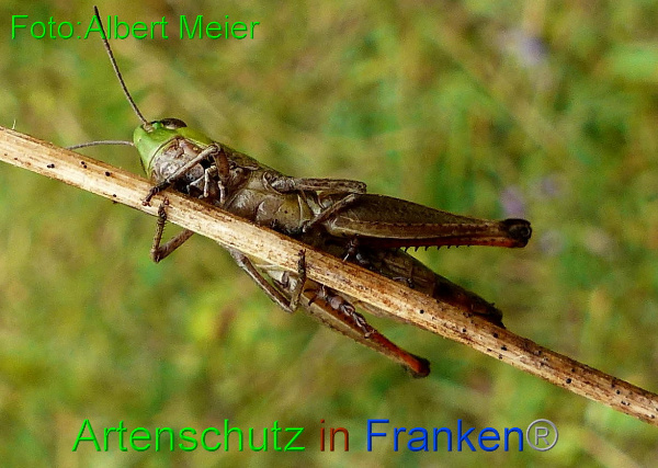 Copyright AiF - Albert Meier Bild zum Eintrag (96414-160)