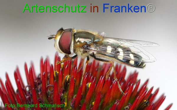 Bild zum Eintrag (96423-160)