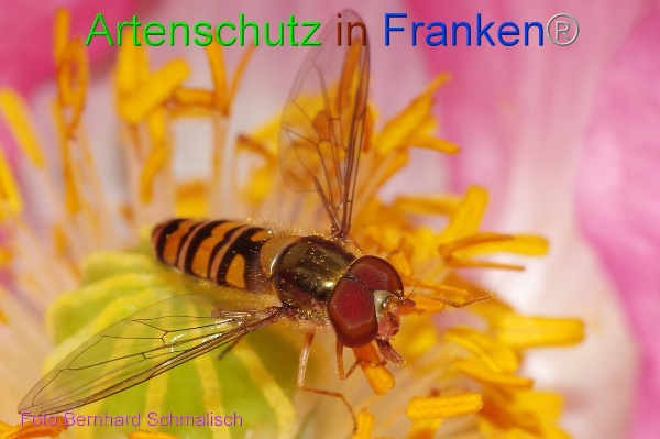 Copyright AiF / Bernhard Schmalisch Bild zum Eintrag (96424-160)