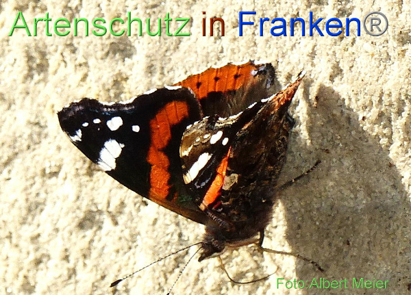 Copyright AiF - Albert Meier Bild zum Eintrag (96476-160)