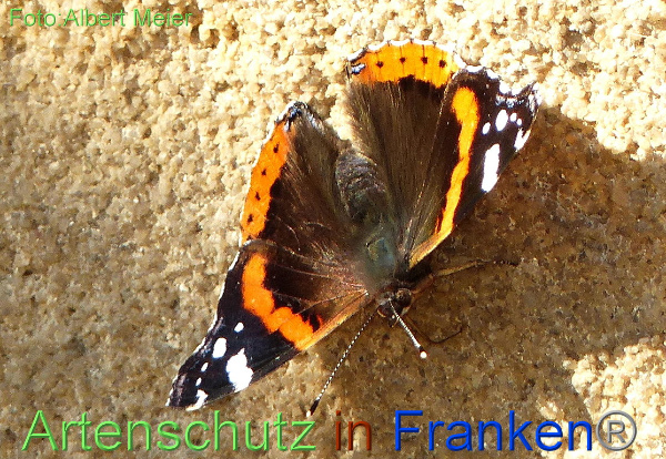 Copyright AiF - Albert Meier Bild zum Eintrag (96477-160)