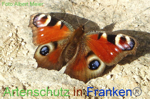 Copyright AiF - Albert Meier Bild zum Eintrag (96480-160)