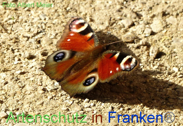 Copyright AiF - Albert Meier Bild zum Eintrag (96481-160)