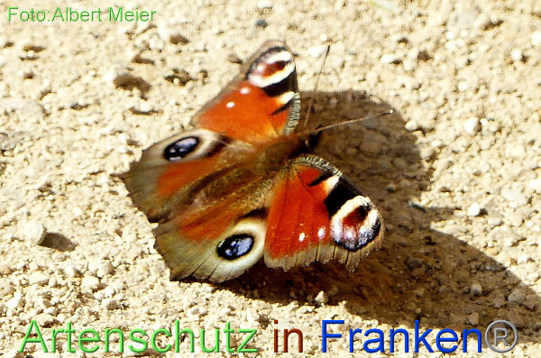 Copyright AiF - Albert Meier Bild zum Eintrag (96482-160)