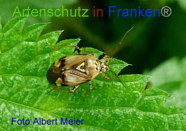 Copyright AiF - Albert Meier Bild zum Eintrag (96620-160)