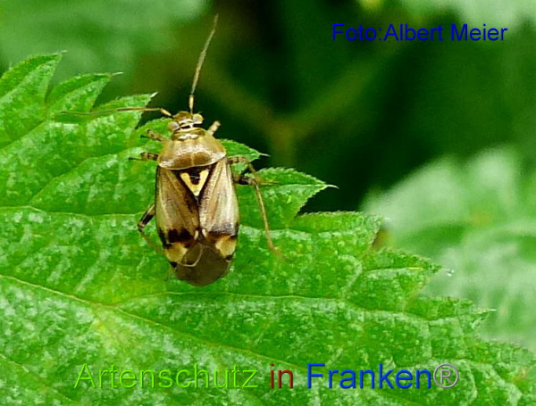 Copyright AiF - Albert Meier Bild zum Eintrag (96621-160)