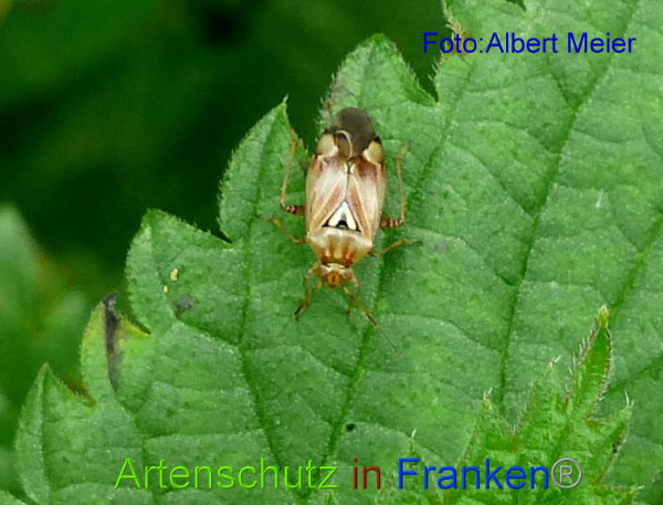 Copyright AiF - Albert Meier Bild zum Eintrag (96622-160)