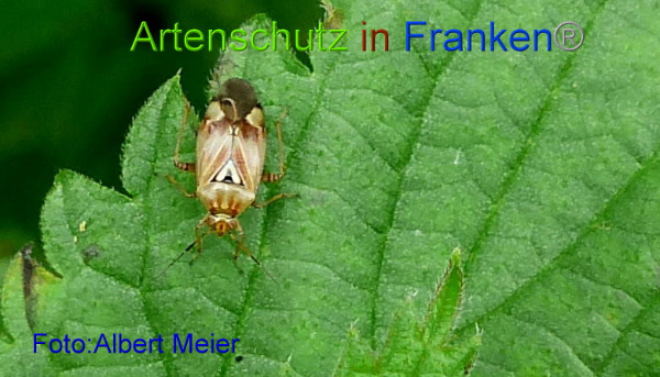 Copyright AiF - Albert Meier Bild zum Eintrag (96623-160)