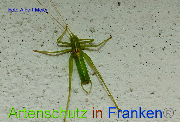 Copyright AiF - Albert Meier Bild zum Eintrag (96632-160)