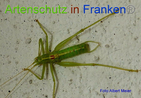 Copyright AiF - Albert Meier Bild zum Eintrag (96633-160)