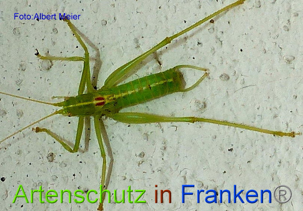 Copyright AiF - Albert Meier Bild zum Eintrag (96634-160)