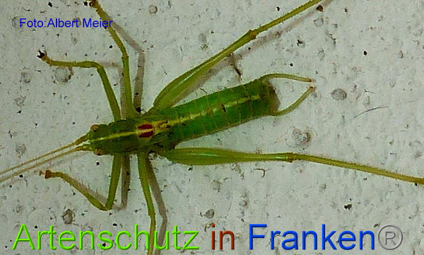 Copyright AiF - Albert Meier Bild zum Eintrag (96635-160)