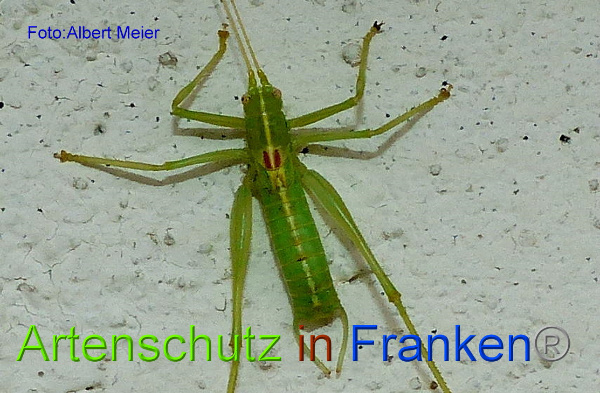Copyright AiF - Albert Meier Bild zum Eintrag (96636-160)