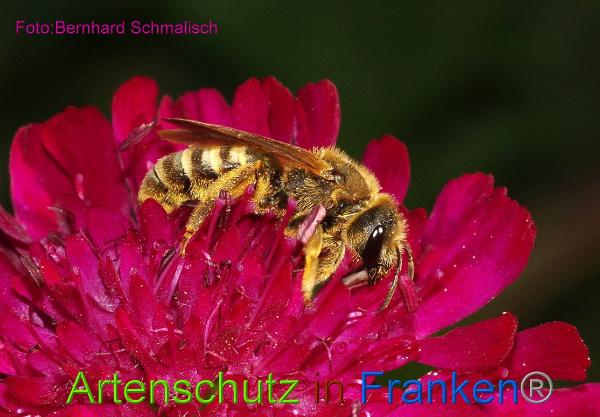 Bild zum Eintrag (96654-160)
