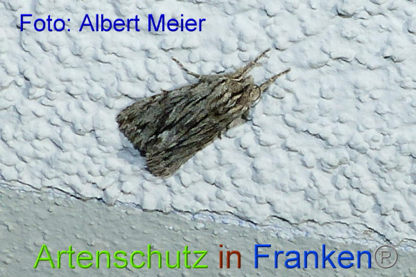 Copyright AiF - Albert Meier Bild zum Eintrag (96673-160)