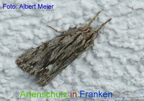 Copyright AiF - Albert Meier Bild zum Eintrag (96674-160)