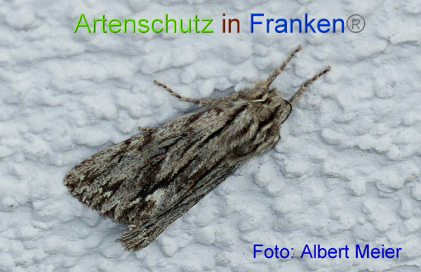 Copyright AiF - Albert Meier Bild zum Eintrag (96675-160)