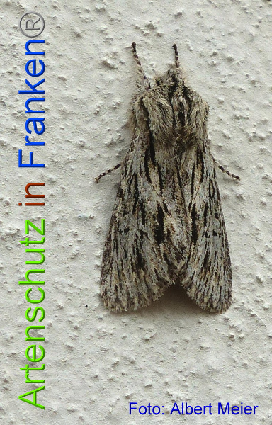 Copyright AiF - Albert Meier Bild zum Eintrag (96676-160)