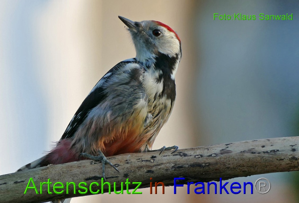 Copyright AiF - Klaus Sanwald Bild zum Eintrag (96710-160)