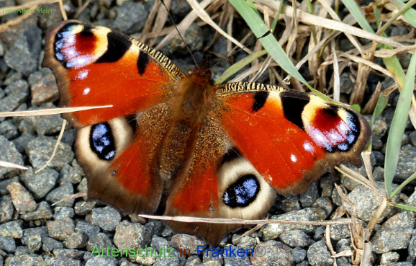 Copyright AiF - Albert Meier Bild zum Eintrag (96716-160)