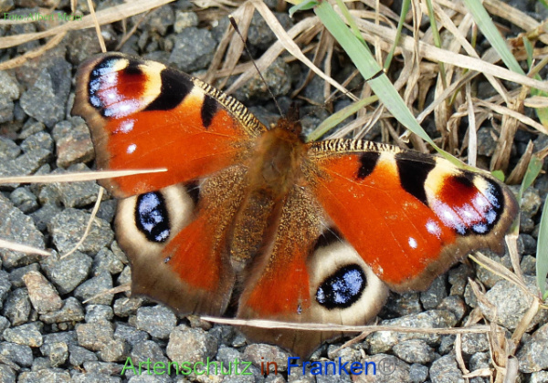 Copyright AiF - Albert Meier Bild zum Eintrag (96718-160)