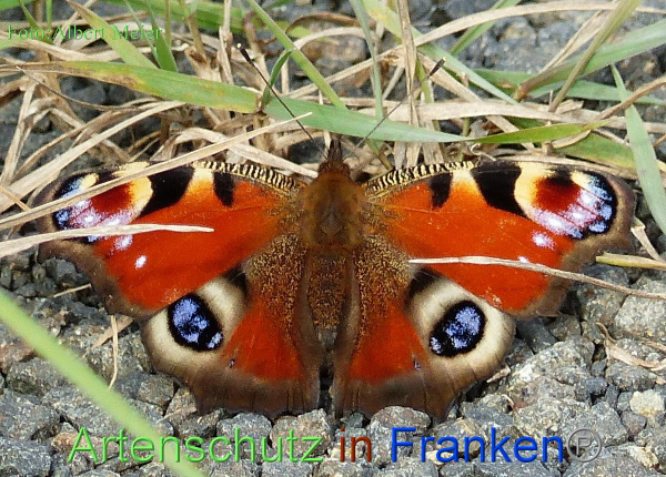 Copyright AiF - Albert Meier Bild zum Eintrag (96719-160)