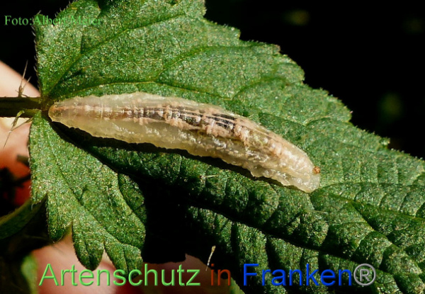 Copyright AiF - Albert Meier Bild zum Eintrag (96772-160)