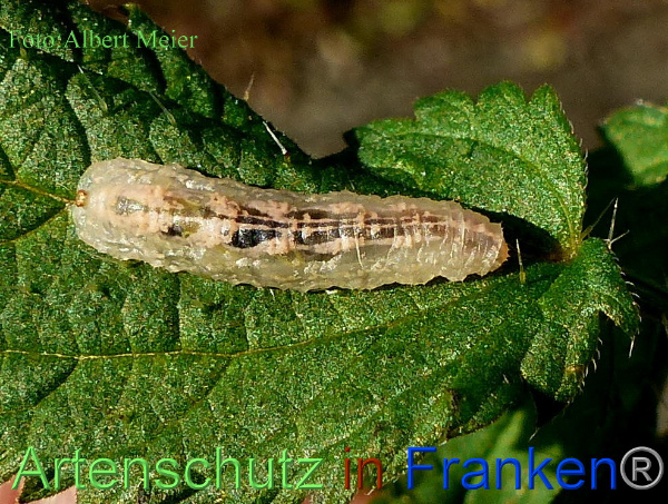 Copyright AiF - Albert Meier Bild zum Eintrag (96773-160)