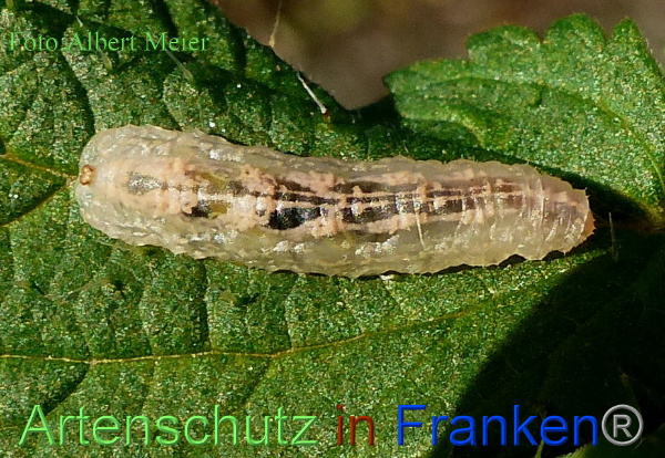 Copyright AiF - Albert Meier Bild zum Eintrag (96774-160)