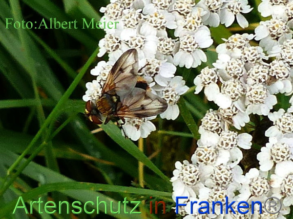 Copyright AiF - Albert Meier Bild zum Eintrag (96778-160)