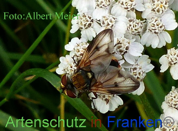Copyright AiF - Albert Meier Bild zum Eintrag (96779-160)