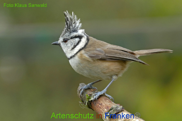 Copyright AiF - Klaus Sanwald Bild zum Eintrag (97453-160)