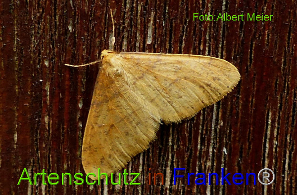 Copyright AiF - Albert Meier Bild zum Eintrag (97474-160)