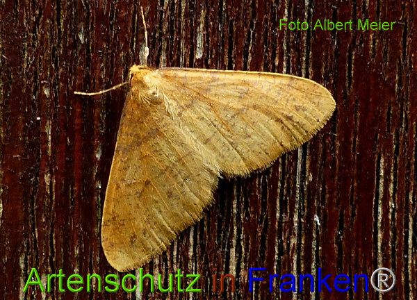 Copyright AiF - Albert Meier Bild zum Eintrag (97475-160)