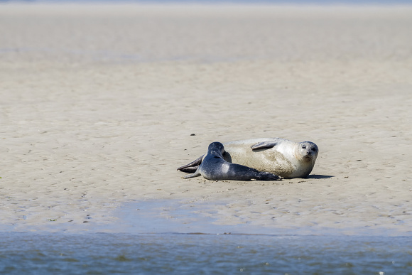 Copyright AiF / © Nationalpark Wattenmeer Bild zum Eintrag (97481-160)