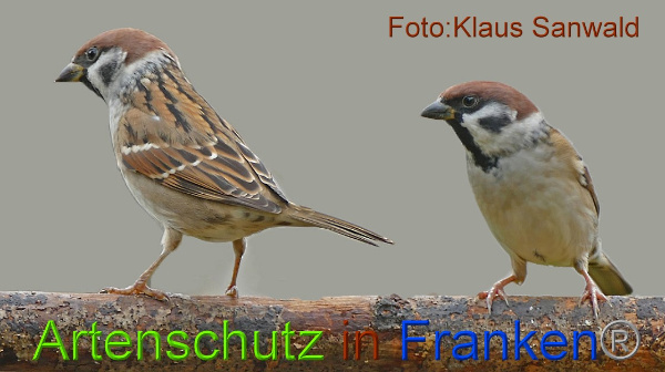 Copyright AiF - Klaus Sanwald Bild zum Eintrag (97486-160)