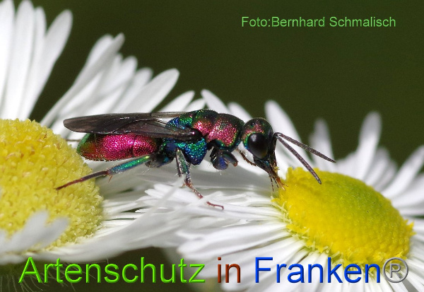 Copyright AiF / Bernhard Schmalisch Bild zum Eintrag (97494-160)