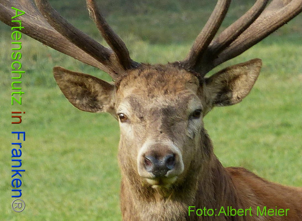 Copyright AiF - Albert Meier Bild zum Eintrag (97498-160)