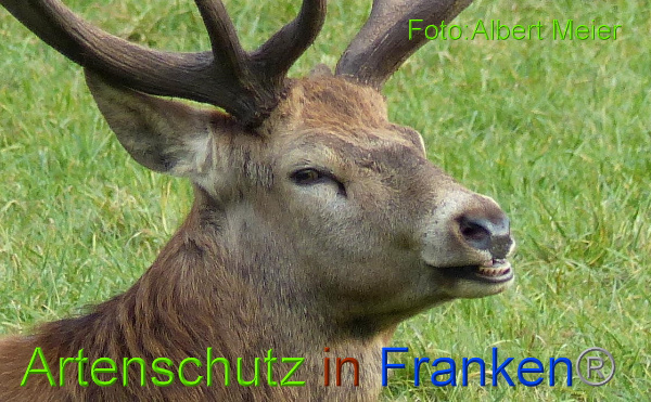 Copyright AiF - Albert Meier Bild zum Eintrag (97499-160)