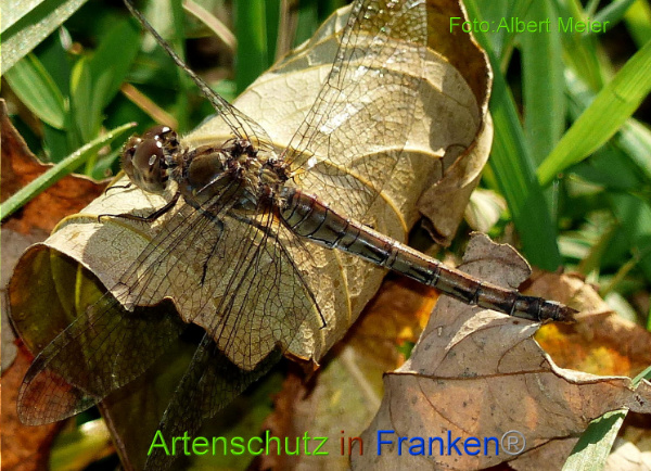 Copyright AiF - Albert Meier Bild zum Eintrag (97510-160)
