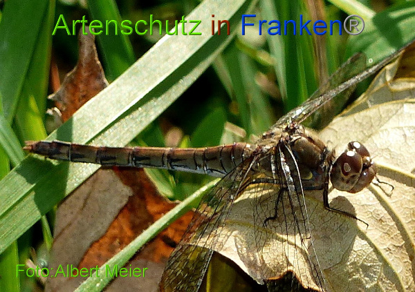 Copyright AiF - Albert Meier Bild zum Eintrag (97511-160)