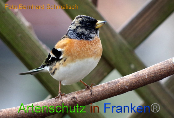 Copyright AiF / Bernhard Schmalisch Bild zum Eintrag (97565-160)