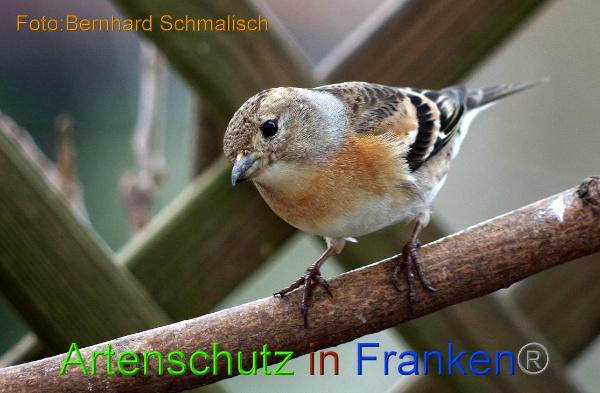 Copyright AiF / Bernhard Schmalisch Bild zum Eintrag (97566-160)